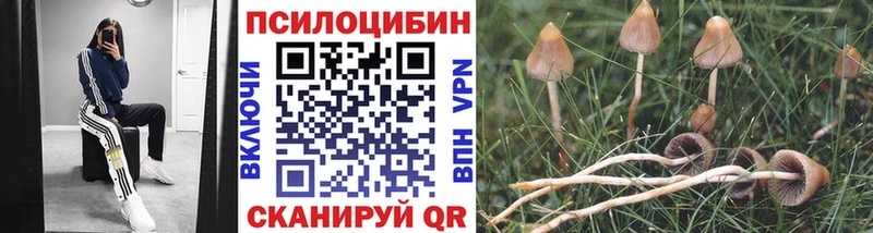 Купить закладки Красноармейск Галлюциногенные грибы Psilocybine cubensis